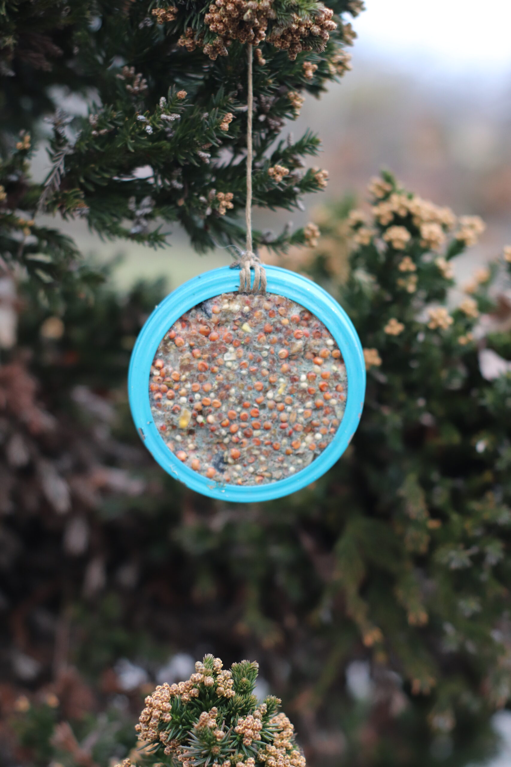 A DIY Mason Jar Bird Feeder Is A Great Craft   Collage2IMG 1986 Scaled 