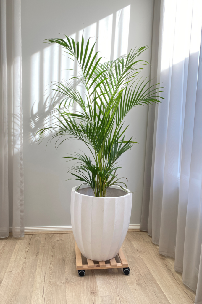 Indoor Plant Decor