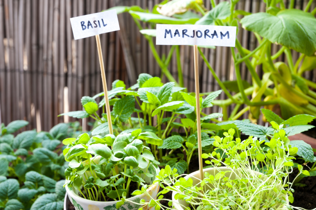essential herbs for your herb garden
