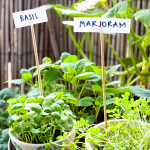 essential herbs for your herb garden